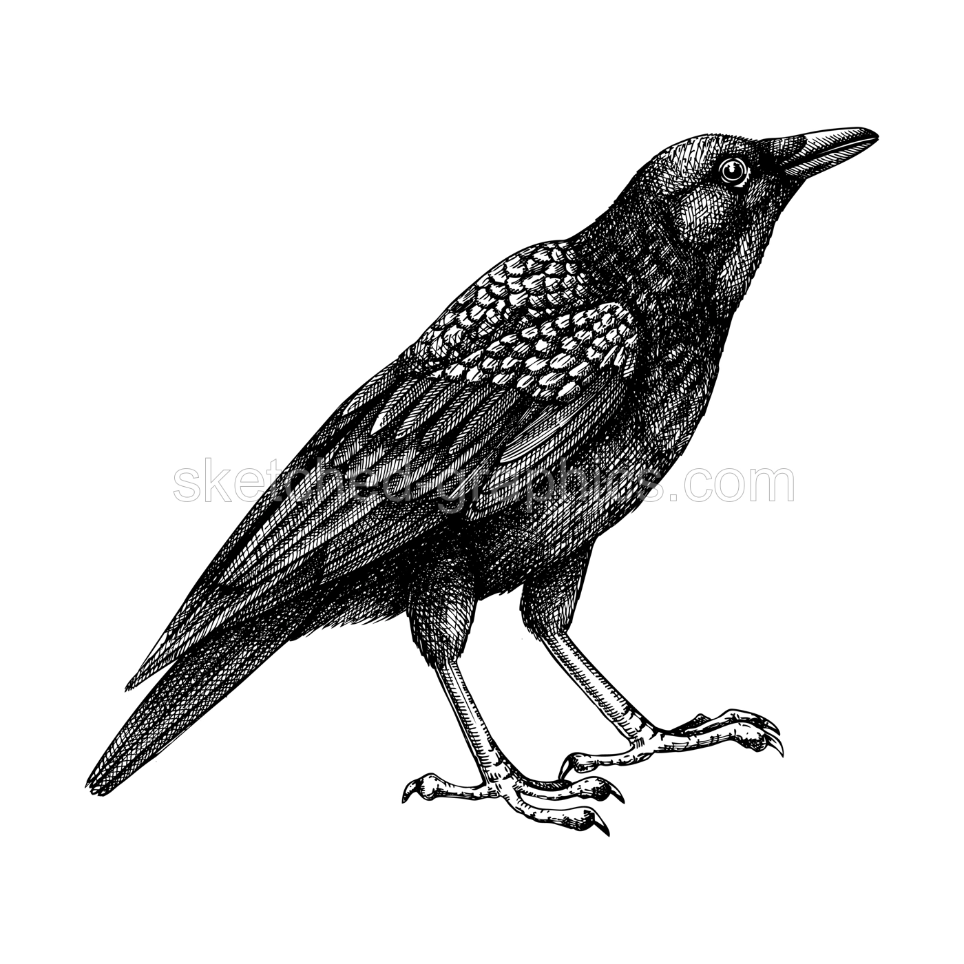 Crow vector sketch. Hand drawn vector  illustration in engraved style. Large black and white bird isolated on white background. Raven drawing.Detailed wildlife drawing for print, poster, card, cover.  Illustration
