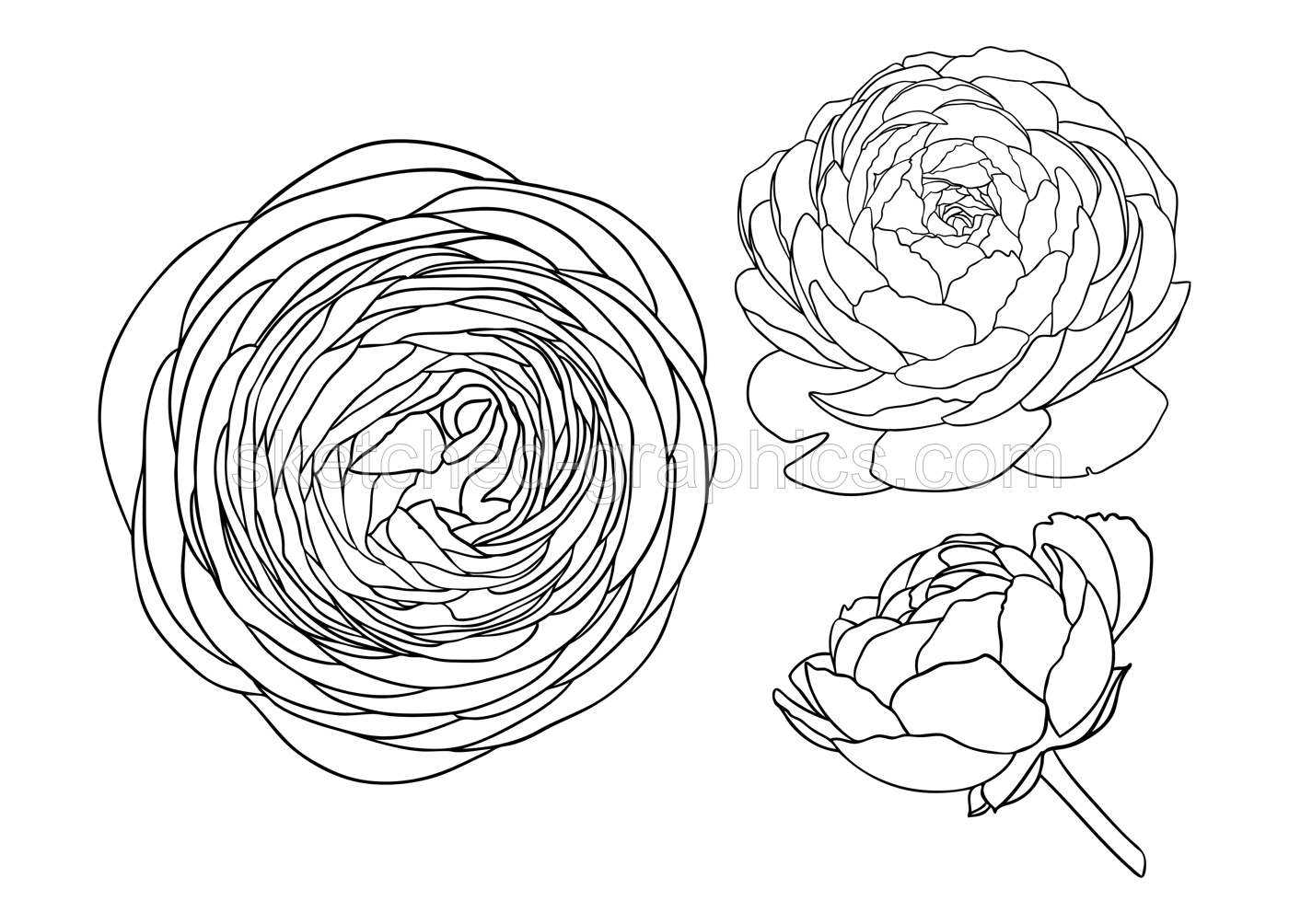 Elegant ranunculus illustrations. Botanical line art drawings of summer flowers. Hand-drawn garden buttercups set. Florals for a wedding decor, greeting cards and invitations  Illustration