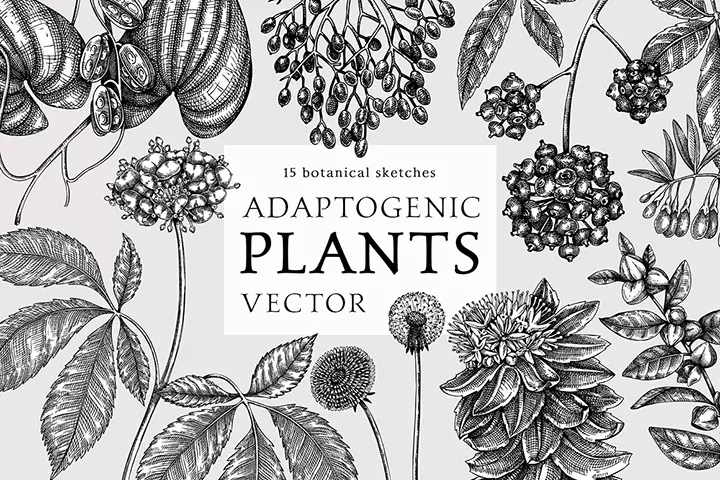 Adaptogenic plants illustrations. Herbs and medicinal plants vector sketches. 