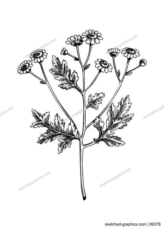Feverfew sketch. Apothecary plant drawing. Herbal remedies, medicinal plant, natural medicine hand-drawn vector illustration. NOT AI genereted