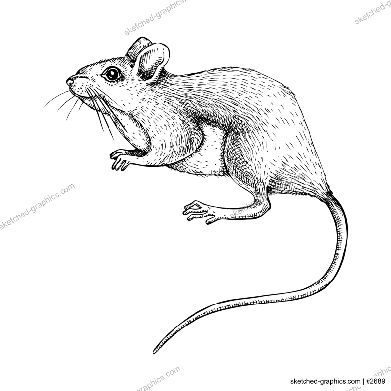 Field mouse vector sketch. Hand drawn wildlife illustration in engraved style. Small rodent isolated on white background. Black and white mammal animal drawing for print, poster, card, cover.