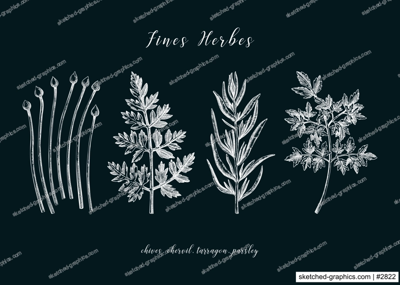 Sketch style fines herbes set. French herbs sketches. Parsley, Chives, Tarragon, Chervil, hand-drawn vector illustration on chalkboard. French cuisine. NOT AI generated