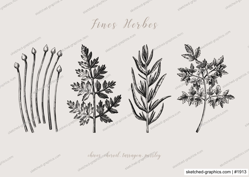 Sketch style fines herbes set. French herbs sketches. Parsley, Chives, Tarragon, Chervil, hand-drawn vector illustration . French cuisine. NOT AI generated
