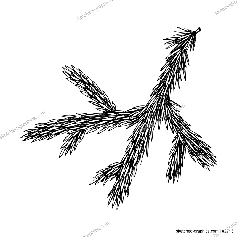 Vintage Fir sketch. Hand drawn vector illustration. Norway Spruce drawing on white background. Christmas design element