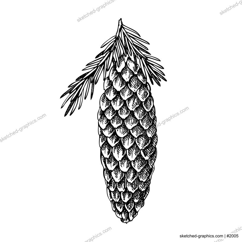 Fir sketch. Conifer tree with cone drawing. Winter tree branch hand-drawn vector illustration. Christmas design element. NOT AI genereted
