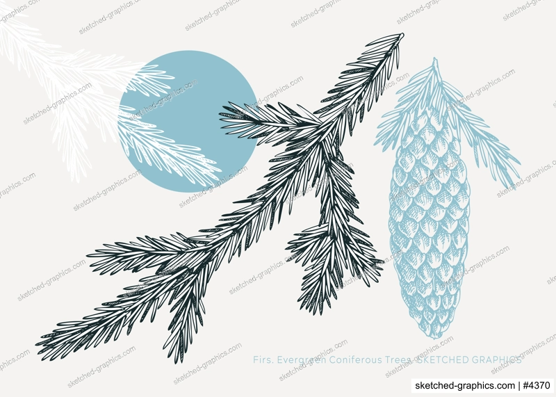 Collage-style fir sketch. Conifer tree drawing. Winter tree branch with cone hand-drawn vector illustration. Christmas design element. NOT AI genereted