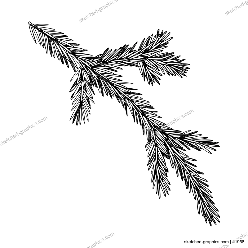 Fir sketch. Conifer tree drawing. Winter tree branch hand-drawn vector illustration. Christmas design element. NOT AI genereted