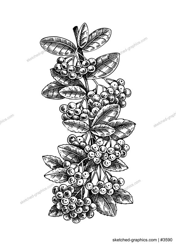 Decorative autumn plant sketch. Firethorn branch drawing. Hand-drawn botanical element in sketch style. Sketched fall leaves and berries illustrations. For Thanksgiving day design.