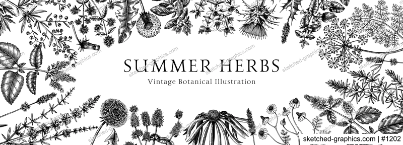 Floral border with herbs and wild flowers. Botanical banner with medicinal plants sketches. Delicate field and meadow wildflowers. Vector illustration on white background. Natural frame engraved style
