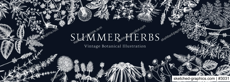 Floral border with herbs and wild flowers. Botanical banner with medicinal plants sketches. Delicate field and meadow wildflowers. Vector illustration on chalkboard. Natural frame in engraved style