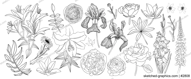 Line art flower illustrations collection. Elegant line drawing of spring and summer flowers. Hand-drawn garden plants.  Floral outline - black and white. Tulips line art for a wedding or brand design