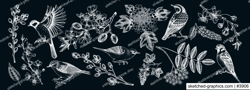 Flowering branches and birds drawings collection. Vintage cherry, almond, willow, rowan, currant flowers sketches set. Botanical vector illustrations of spring blooming trees isolated on chalkboard