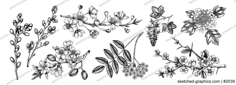 Flowering branches vintage collection. Cherry, almond, willow, rowan, currant, japanese quince, guelder rose in flowers sketches. Botanical vector illustrations of spring trees isolated on white 