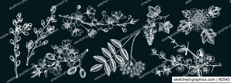Flowering branches vintage collection. Cherry, almond, willow, rowan, currant, japanese quince, guelder rose in flowers sketches. Botanical vector illustrations of spring trees on chalkboard