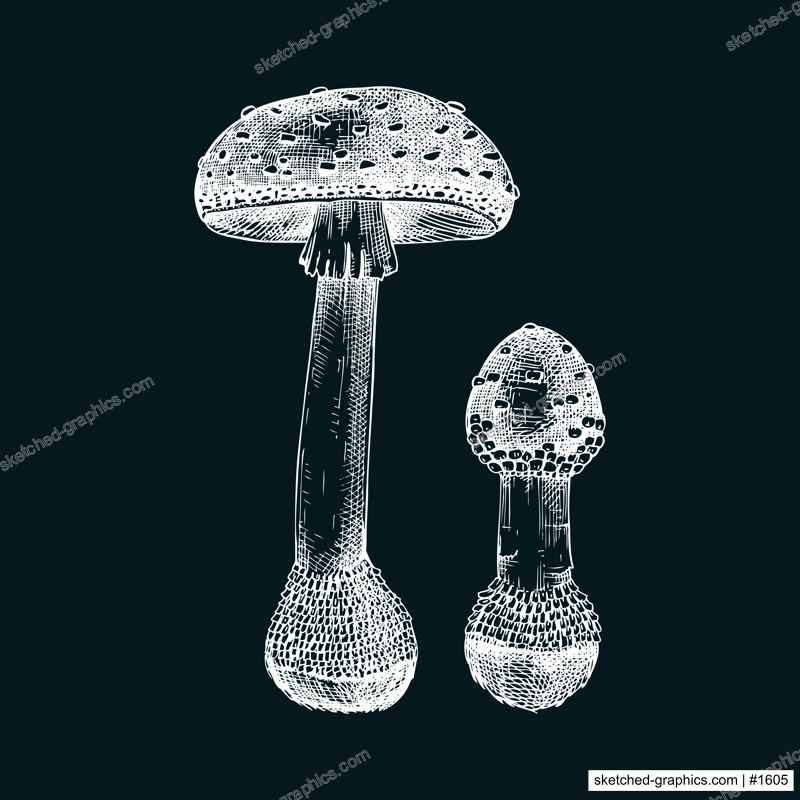 Fly agaric mushroom sketch. Hand-drawn deadly poisonous fungus illustration. Amanita mushroom drawing on chalkboard. Poisonous forest plants design element