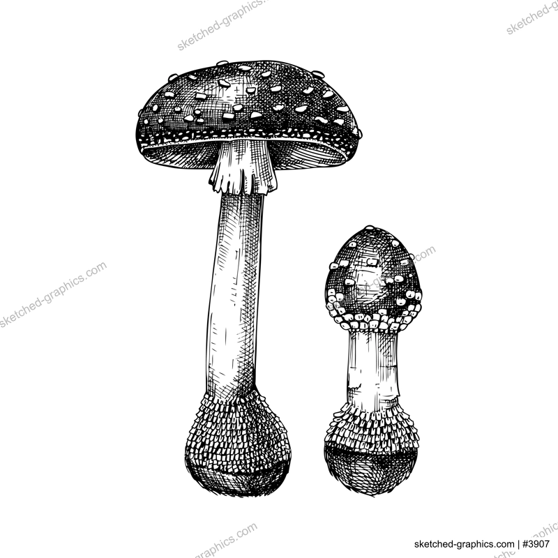 Fly agaric mushroom sketch. Hand-drawn deadly poisonous fungus illustration. Amanita mushroom drawing isolated on white. Poisonous forest plants design element