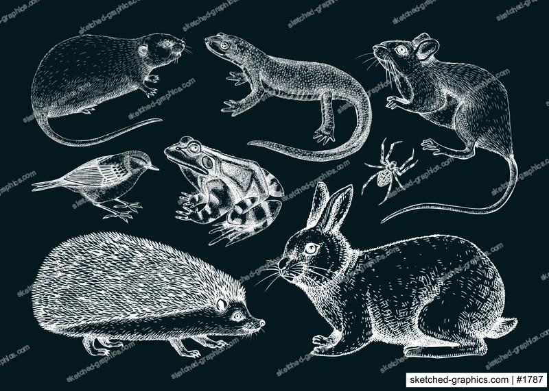 Forest animals vector illustrations in sketch style. Hand drawn wildlife sketches collection. Small animals drawings on chalkboard. Cute characters. Nature white outlines 