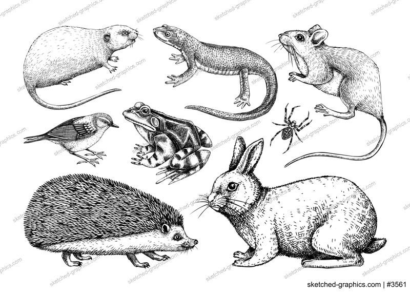 Forest animals vector illustrations in sketch style. Hand drawn wildlife sketches collection. Small animals drawings isolated on white background. Cute characters. Nature black outlines 