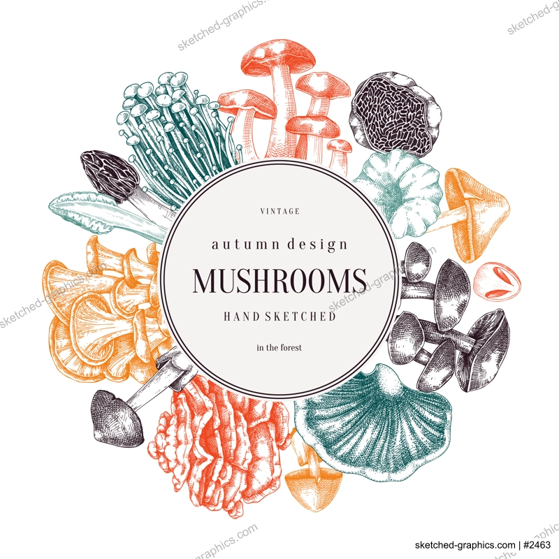 Forest mushrooms wreath in color. Edible mushrooms frame, vintage card design. Fungi, healthy food, vegan product sketches. Autumn background, hand-drawn vector illustration. Engraved design template