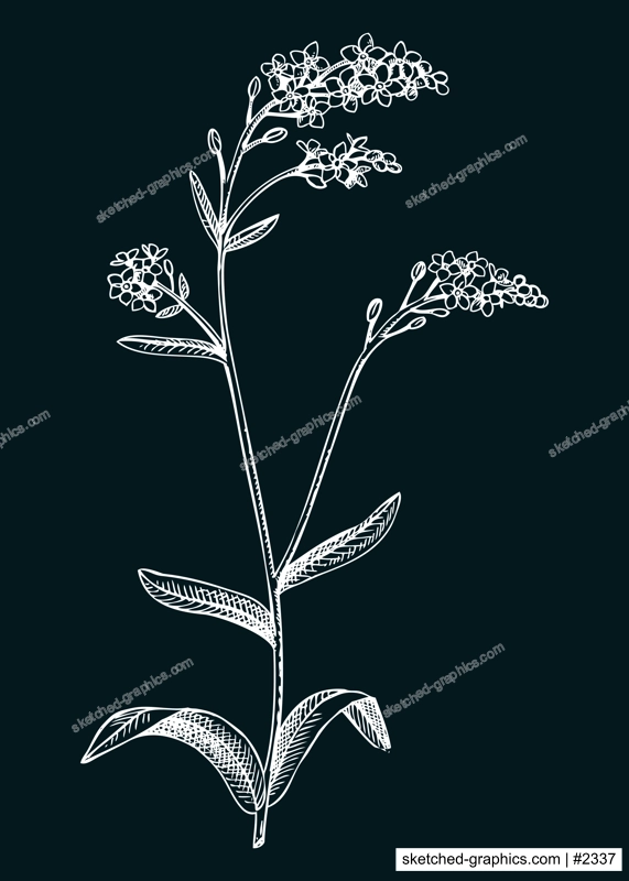 Hand drawn summer flower sketch. Woodland forget-me-not botanical vector illustration. Wildflower drawing on chalkboard. Flowering plant with blue flowers. Floral design element in engraved style