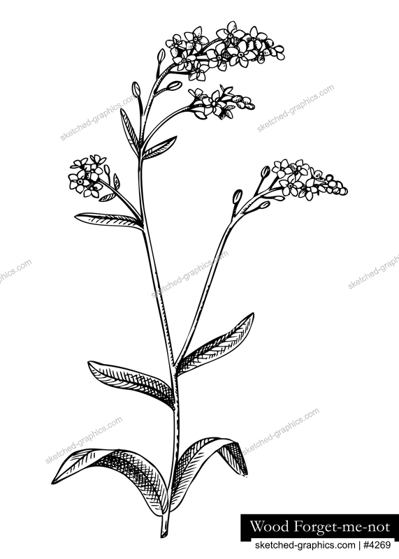 Hand drawn summer flower sketch. Woodland forget-me-not vector illustration. Wildflower drawing isolated on white background. Flowering plant with blue flowers. Floral design element in engraved style