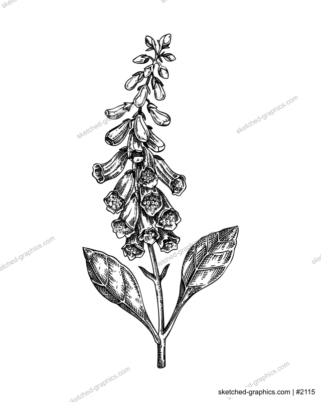 Foxglove sketch. Poisonous plant drawing. Digitalis hand-drawn vector illustration. Witchcraft, herbal remedies, medicinal plants, apothecary. NOT AI generated