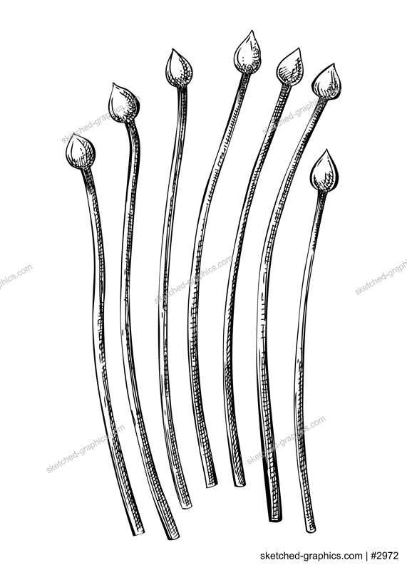 Fresh Chives sketch. Hand-sketched Vegetable illustration. Healthy food plant. Vector drawing of raw cultivated garlic chives. Onion for grocery, markets, packaging, recipes, menus design.