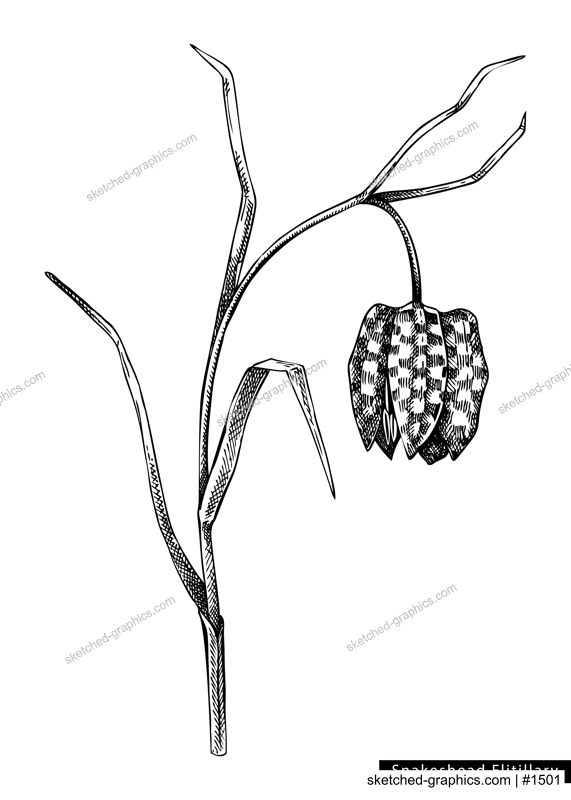 Fritillary flower sketch in engraved style. Floral branch with bud and leaves. Black contoured floralelements. Botanical vector illustration of spring woodland plant isolated on white background