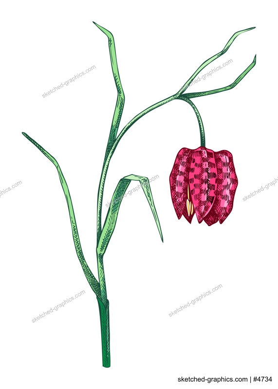 Fritillary sketch in color. Hand drawn floral drawing. Botanical vector illustration.  Spring woodland flower, wildflowers