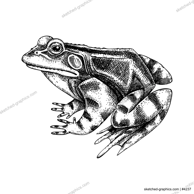 Frog vector sketch. Hand drawn wildlife illustration in engraved style. Amphibian isolated on white background. Black and white animal drawing for print, poster, card, cover.