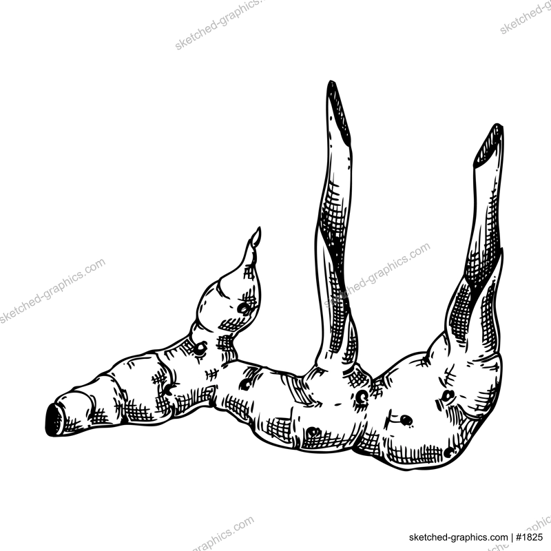 Galangal root sketch. Kitchen spice drawing. Herbs and spices hand-drawn vector illustration. NOT AI genereted