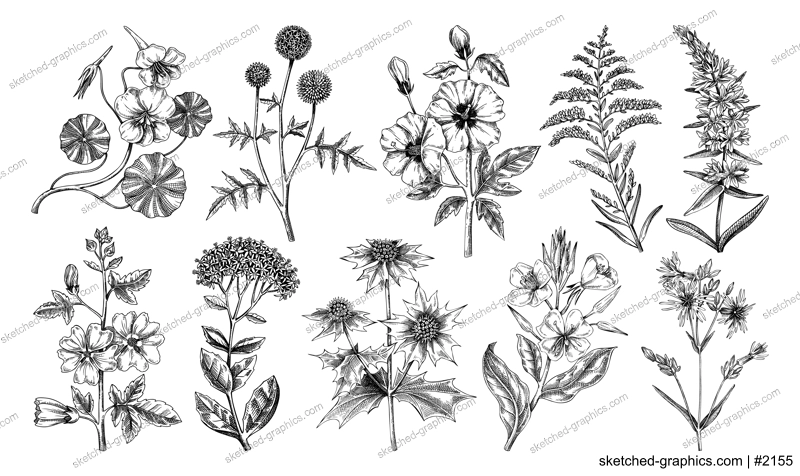 Hand drawn garden summer flower collection. Garden flowering plants sketches. Botanical illustrations isolated on white background. Floral design element in engraved style for prints, cards, posters