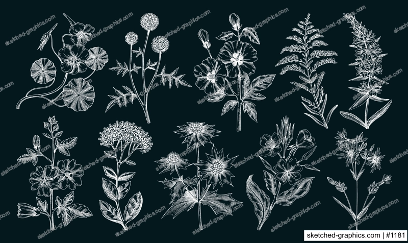 Hand drawn garden summer flower collection. Garden flowering plants, herbs, meadowes sketches. Botanical illustrations on chalkboard. Floral design element in engraved style for prints, cards