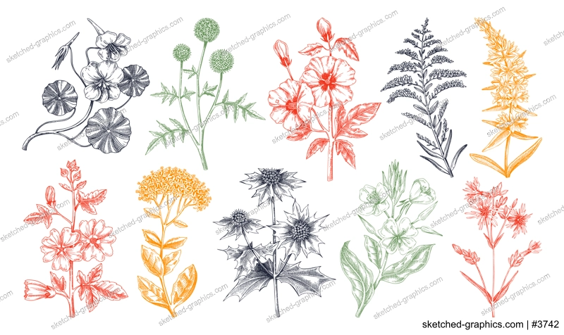 Hand drawn garden summer flower collection. Garden flowering plants sketches in color. Botanical illustrations isolated on white background. Floral design element in engraved style for prints, cards