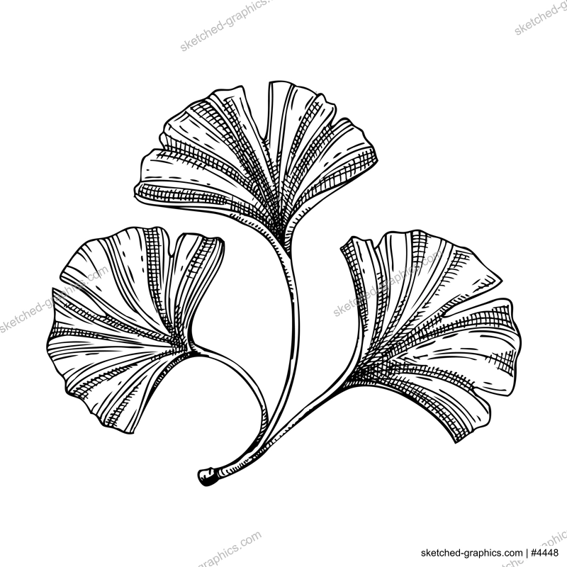 Decorative autumn leaf sketch. Ginkgo biloba foliage sketch. Hand drawn botanical element in sketched style. Ginkgo fall leaves illustrations. For Thanksgiving day design.