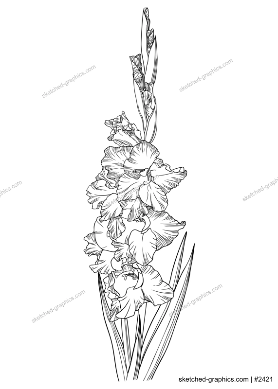 Elegant gladiolus illustration. Botanical drawing of summer flowers. Hand-drawn garden sword lily. Engraved style floral drawing on white background. Hand-sketched flower for a wedding or brand design