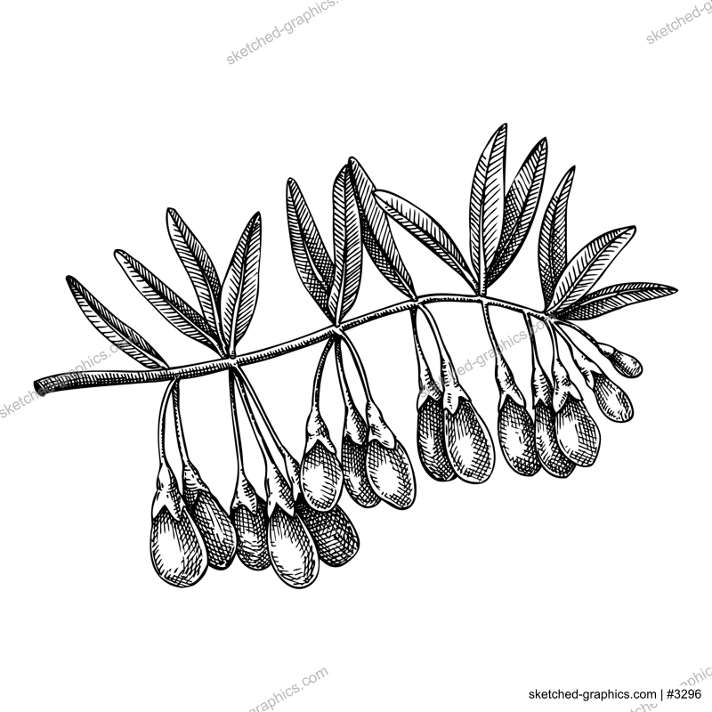 Goji berry. Adaptogenic plant botanical sketch. Hand-sketched Goji berry illustration. Great for traditional medicine, cosmetology, Ayurveda, and clinical research design. Natural adaptogen drawing