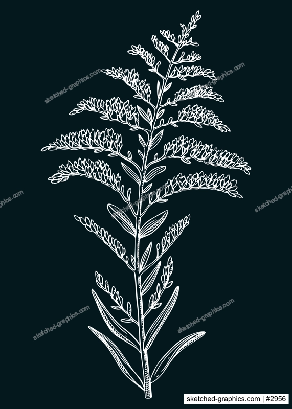 Goldenrod vector illustration. Hand-drawn summer flower sketch. Wildflower drawing on chalkboard. Tropics or savannas flowering plant. Floral design element in engraved style