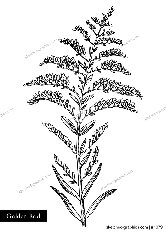 Goldenrod vector illustration. Hand drawn summer flower sketch. Wildflower drawing isolated on white background. Meadows or savannas flowering plant. Floral design element in engraved style