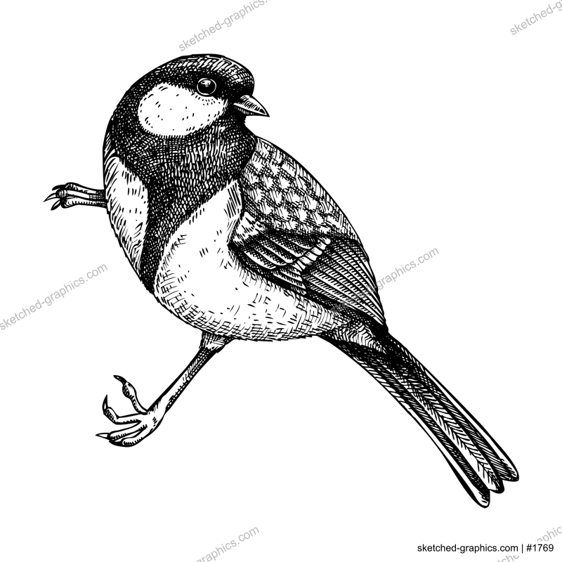 Great tit vector sketch. Hand drawn wildlife illustration in engraved style. Passerine bird isolated on white background. Black and white tit drawing for print, poster, card, cover.