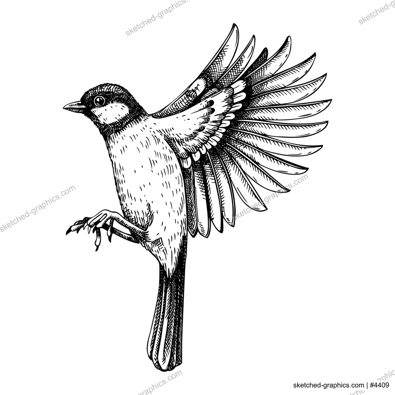 Great tit  vector sketch. Hand drawn wildlife illustration in engraved style. Passerine bird isolated on white background. Black and white flying  tit drawing for print, poster, card, cover.