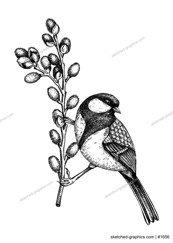 Vector spring sketch. Great tit sitting on blooming willow branches illustration. Hand drawn wildlife design in engraved style. Passerine bird and flowers isolated on white background for print