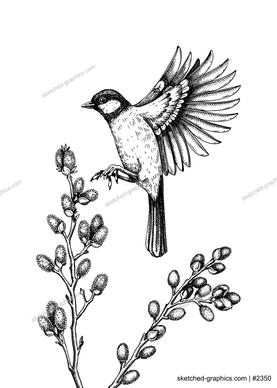 Vector spring sketch. Flying great tit and blooming willow branches illustration. Hand drawn wildlife design in engraved style. Passerine bird and flowers isolated on white background for print