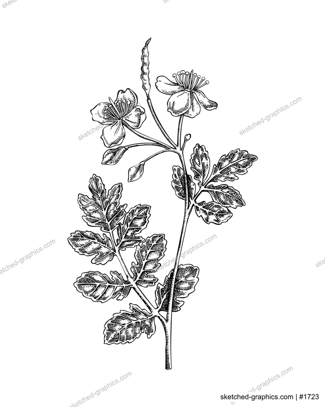 Greater celandine sketch. Poisonous plant drawing. White baneberry hand-drawn vector illustration. Witchcraft and medicinel herb drawing. NOT AI generated
