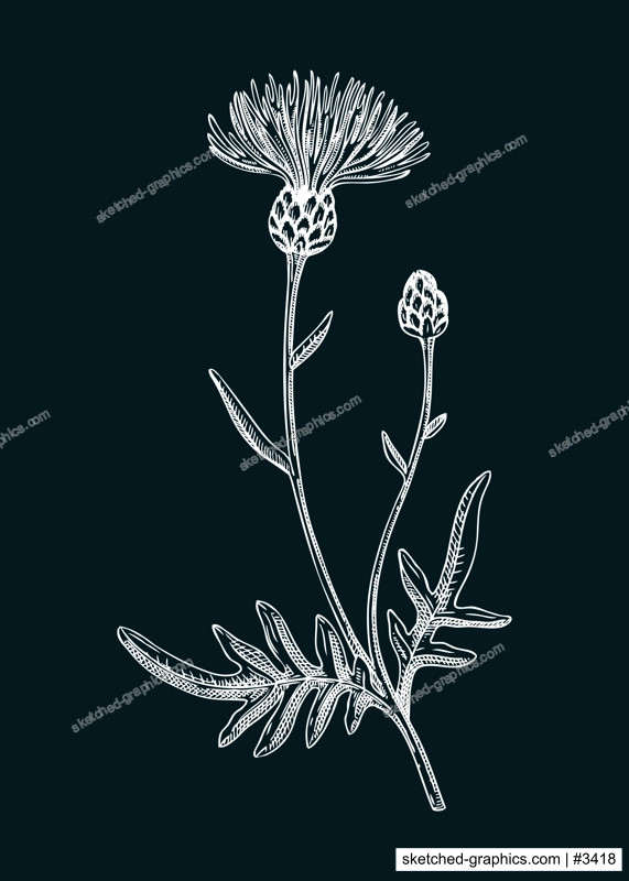 Greater knapweed vector illustration. Hand drawn summer flower sketch. Wildflower drawing on chalkboard. Meadows or woodlands flowering plant. Floral design element 