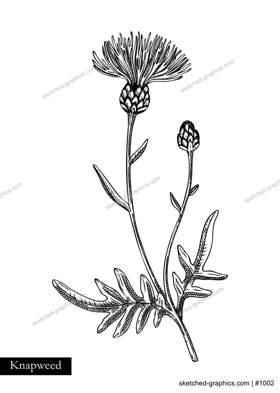 Greater knapweed vector illustration. Hand drawn summer flower sketch. Wildflower drawing isolated on white background. Meadows or woodlands flowering plant. Floral design element 