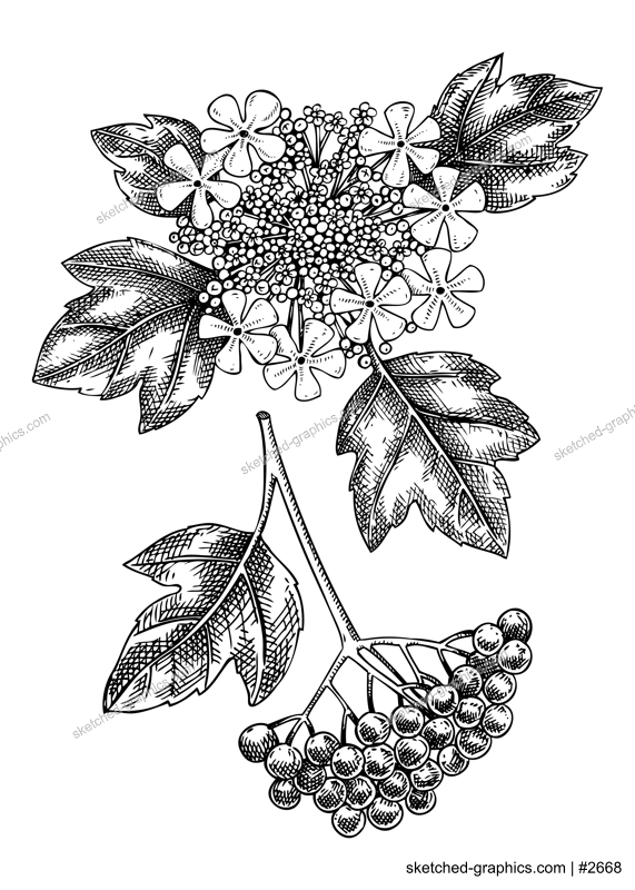 Guelder rose blossom sketch in engraved style. Flowering branch with flowers, berries and leaves. Black floral drawings set. Botanical vector illustration of spring plant isolated on white background