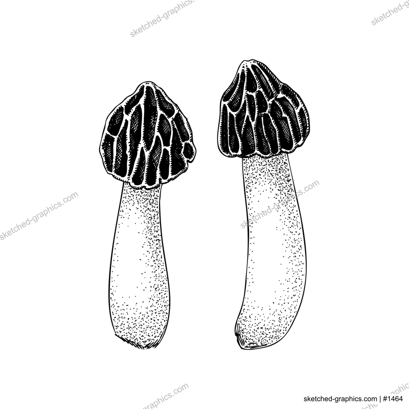 Half-free morel mushroom sketch. Edible fungus illustration. Fungal protein, mycoprotein source. Morchella mushroom drawing isolated on white. Healthy food, plant-based meat substitutes design element