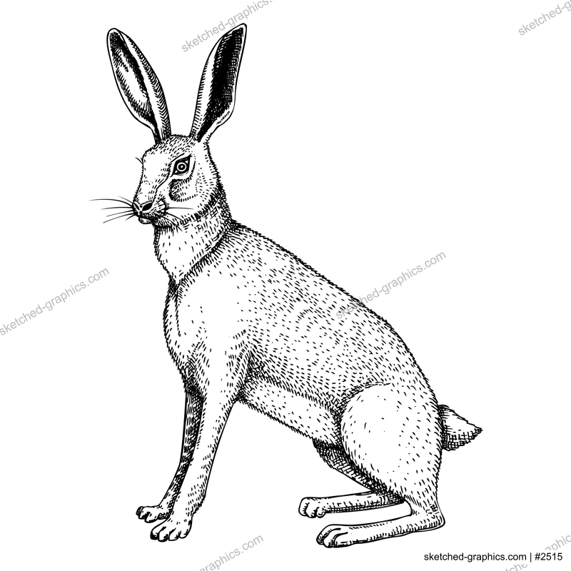 Wild hare illustration. Sitting forest animal with long ears black outline. Cute jack rabbit sketch. Mammal character vector illustration isolated on white background