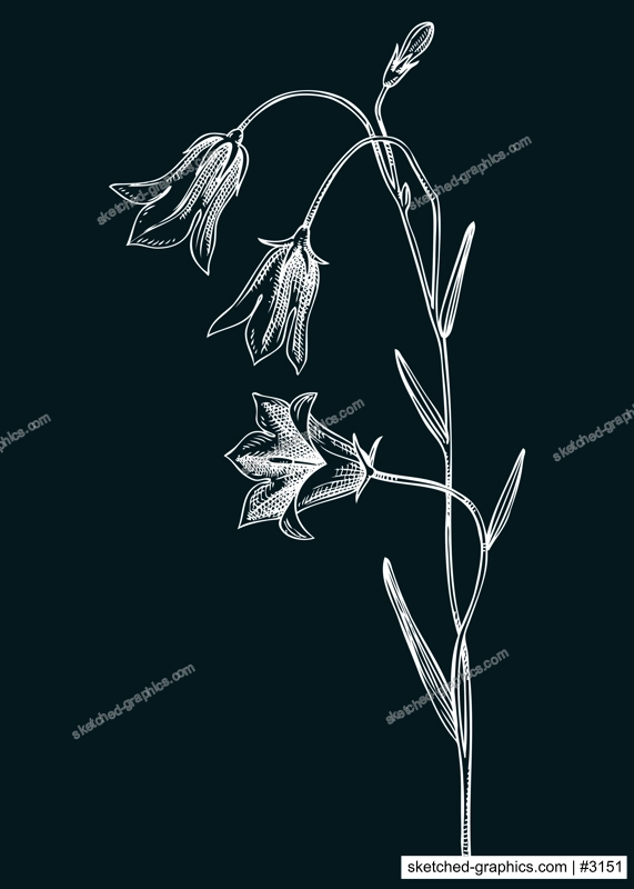 Harebell vector illustration. Hand drawn bluebell - summer flower sketch. Wildflower, meadows, weeds, flowering plant drawing on chalkboard. Floral design element in engraved style